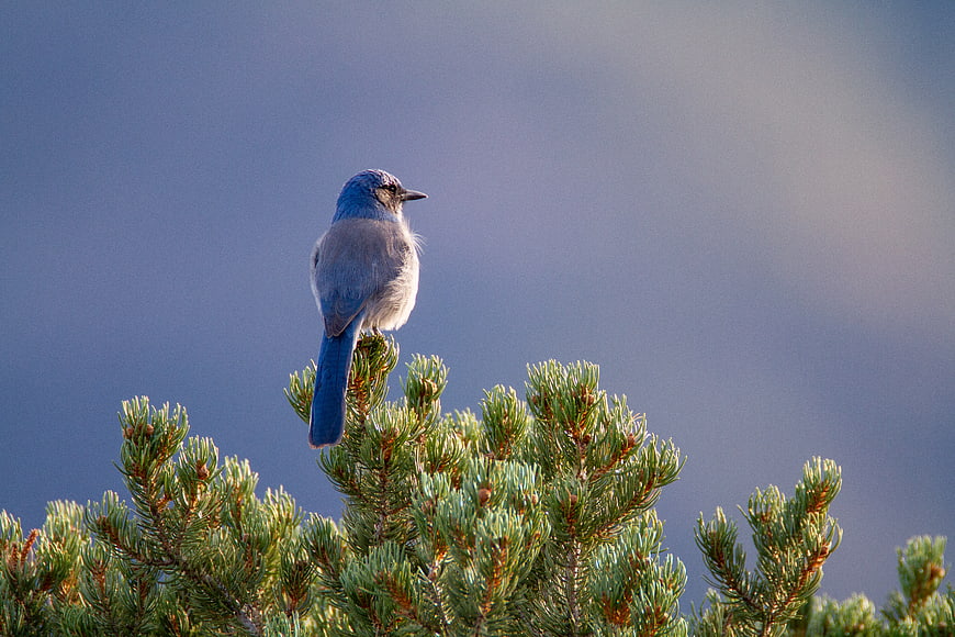Blue Jay perched on pine tree branch against blue sky