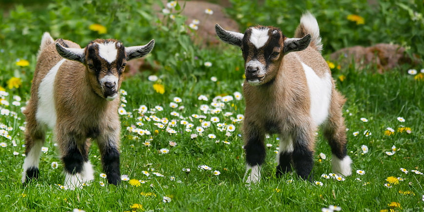 Two Cute Baby Goats Standing in a Green Meadow with Daisies