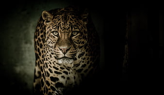 Dramatic Portrait of a Leopard in Dark Moody Lighting