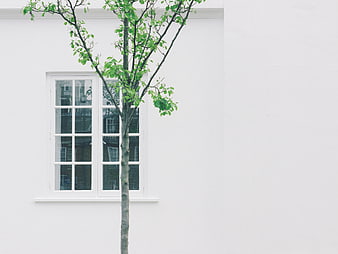 Minimalist white wall with window and young tree