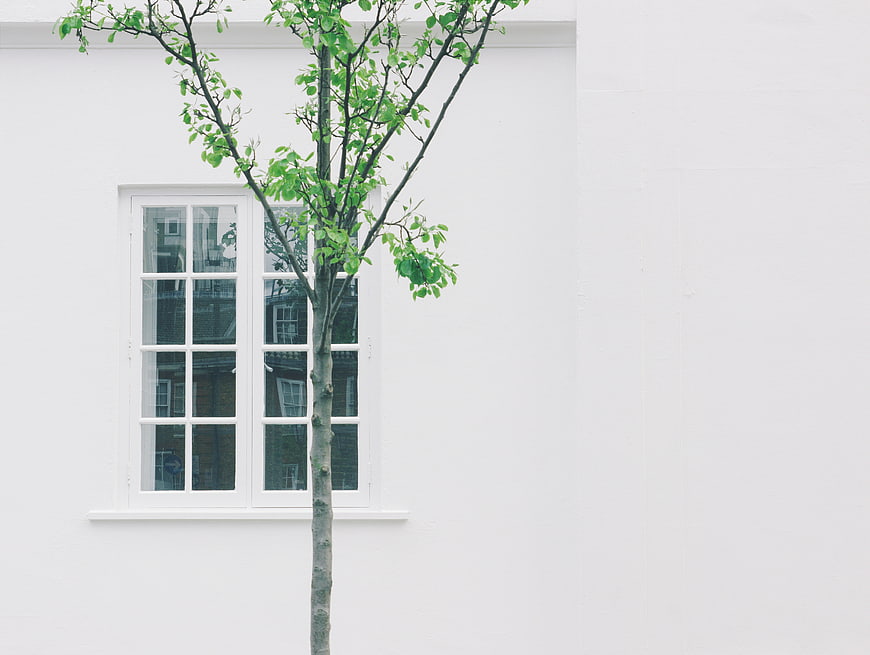 Minimalist white wall with window and young tree