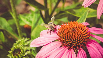 Honey Bee Pollinating Pink Coneflower in Garden