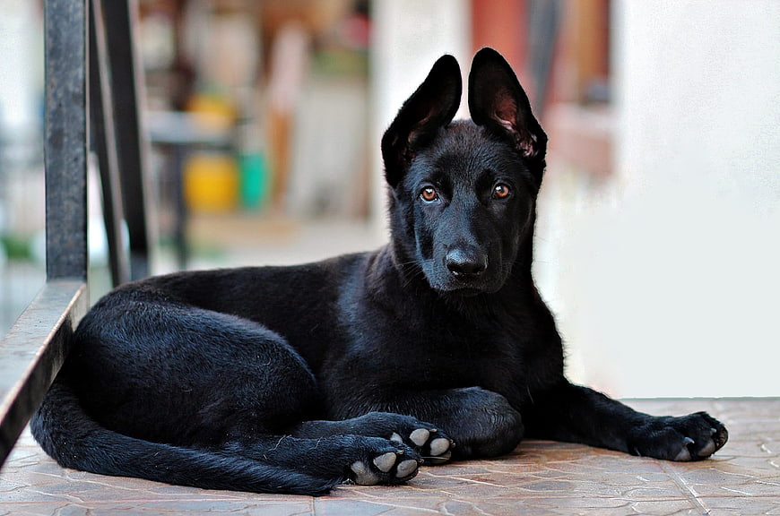 Black German Shepherd Puppy Lying On Tiled Floor