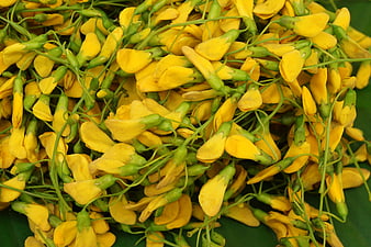 Close-up of fresh yellow Sesbania flowers for cooking