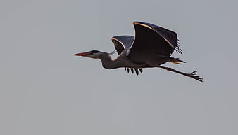 Grey Heron Flying Against Clear Sky