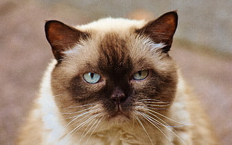 Close-up Portrait of a Himalayan Cat with Blue Eyes