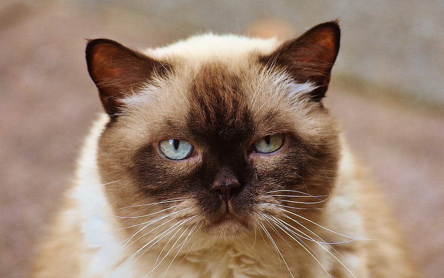Close-up Portrait of a Himalayan Cat with Blue Eyes