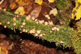 Orange Mushrooms Growing on Mossy Branch in Autumn Forest