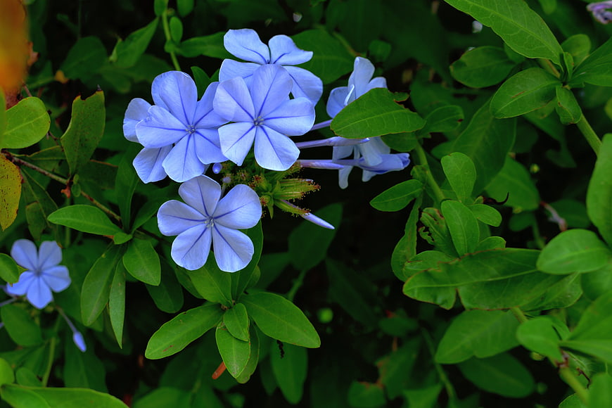 Close-up of vibrant blue plumbago flowers with green leaves