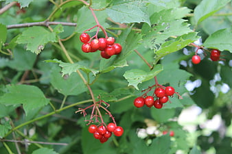 Red berries on a green leafy branch in nature