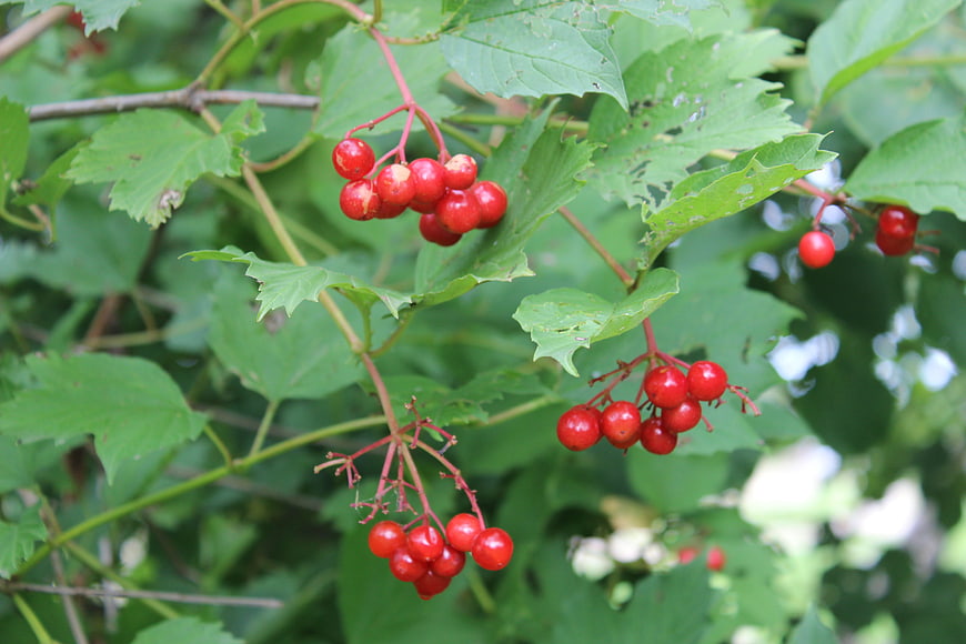 Red berries on a green leafy branch in nature