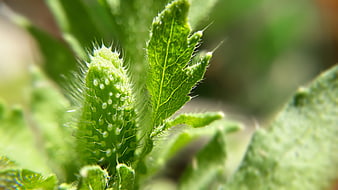 Close-up of green poppy bud with fine hairs and dew drops
