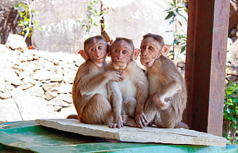 Three cute baby monkeys sitting together on a wooden plank