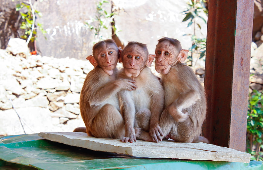Three cute baby monkeys sitting together on a wooden plank