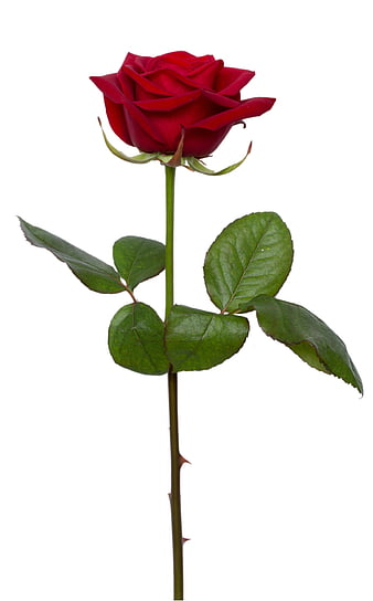 Single Red Rose with Green Leaves on White Background