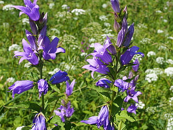 Purple Campanula Bellflowers in a Sunny Meadow