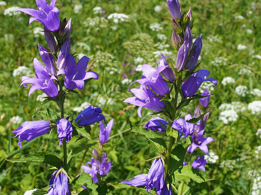 Purple Campanula Bellflowers in a Sunny Meadow
