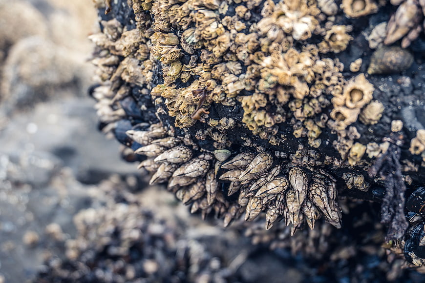 Close-up of Barnacles and Seashells on a Wet Rock