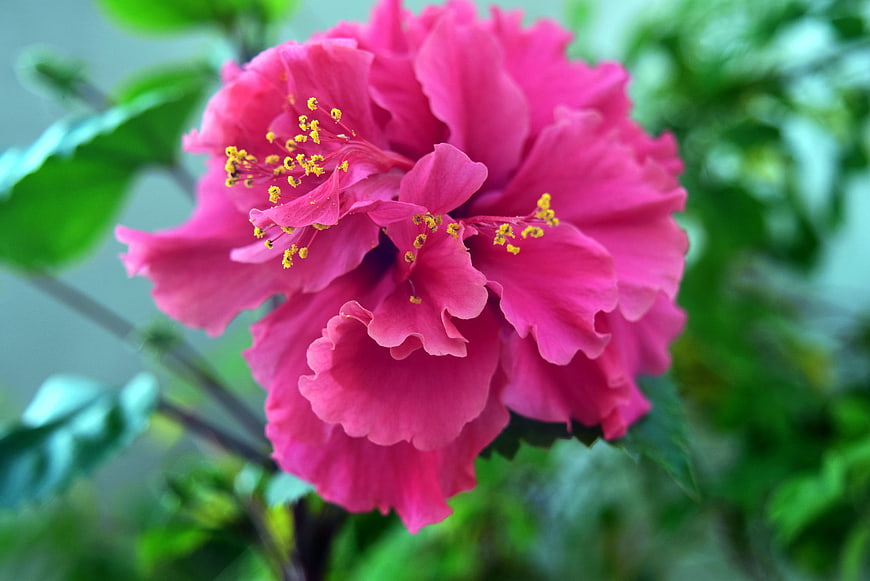 Vibrant Pink Double Hibiscus Flower Close-Up