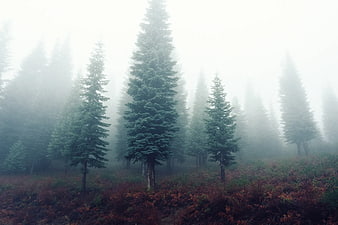 Misty Forest with Tall Pine Trees and Red Underbrush