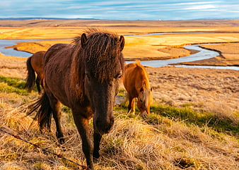 Icelandic Horse Portrait in Golden Hour Landscape