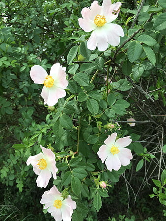 Pale pink wild roses blooming on a green bush