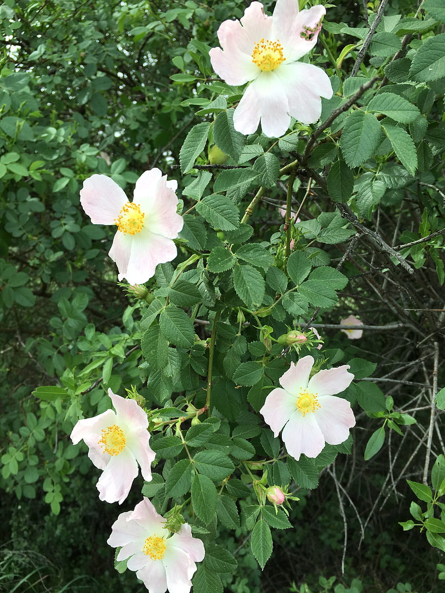 Pale pink wild roses blooming on a green bush