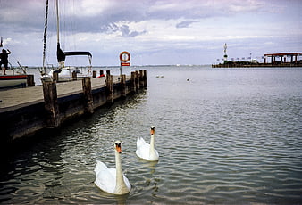 Two white swans swimming near a wooden pier in a harbor