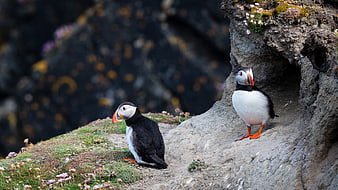 Two Atlantic Puffins on Rocky Cliff with Wildflowers