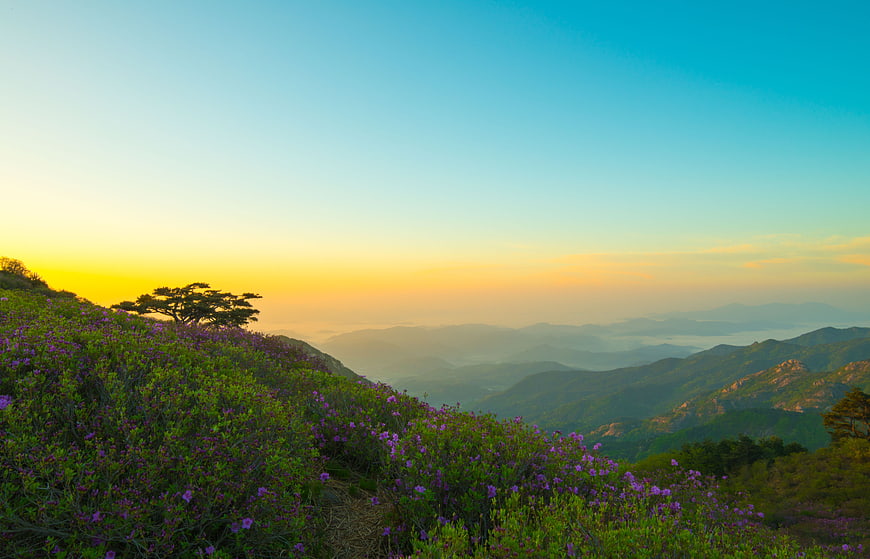 Purple Azaleas on Mountain Ridge at Sunrise with Misty Valley