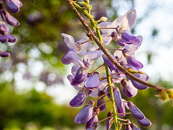 Close-up of purple wisteria flowers on a branch