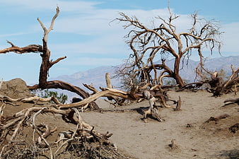 Dead Trees and Sand Dunes in Desert Landscape