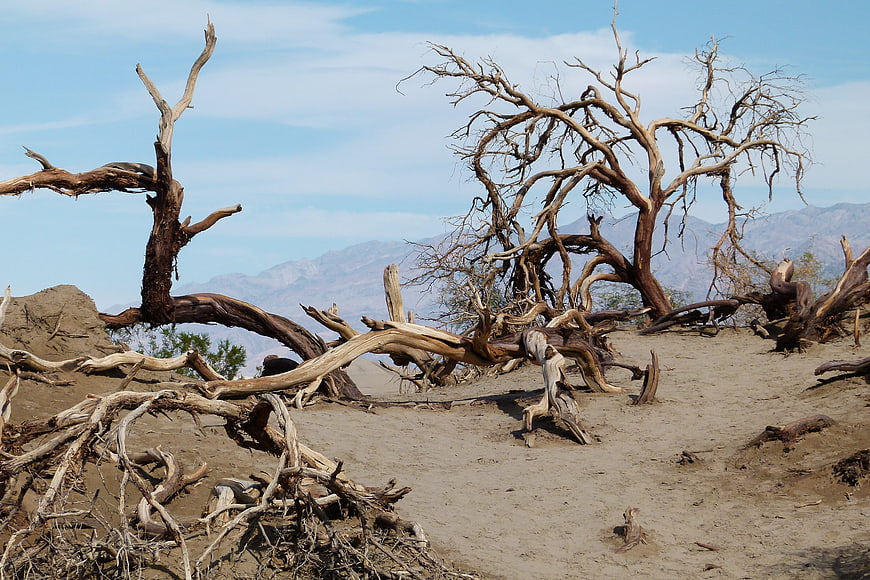 Dead Trees and Sand Dunes in Desert Landscape