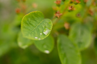 Close-up of green leaf with water droplets