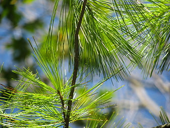 Close-up of vibrant green pine needles against blue sky