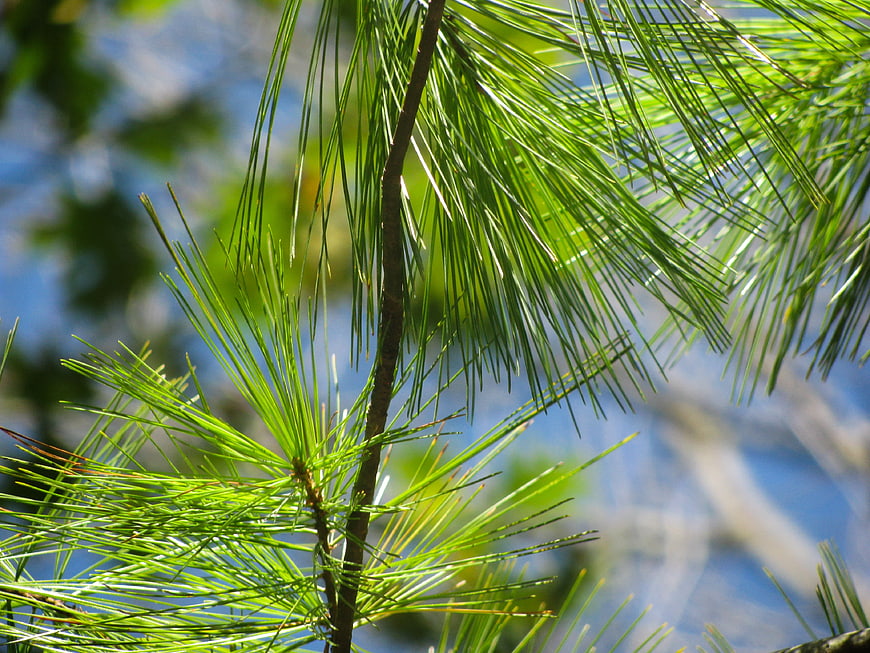 Close-up of vibrant green pine needles against blue sky