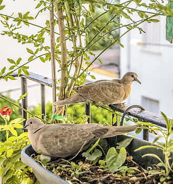 Two Mourning Doves Nesting in a Balcony Planter
