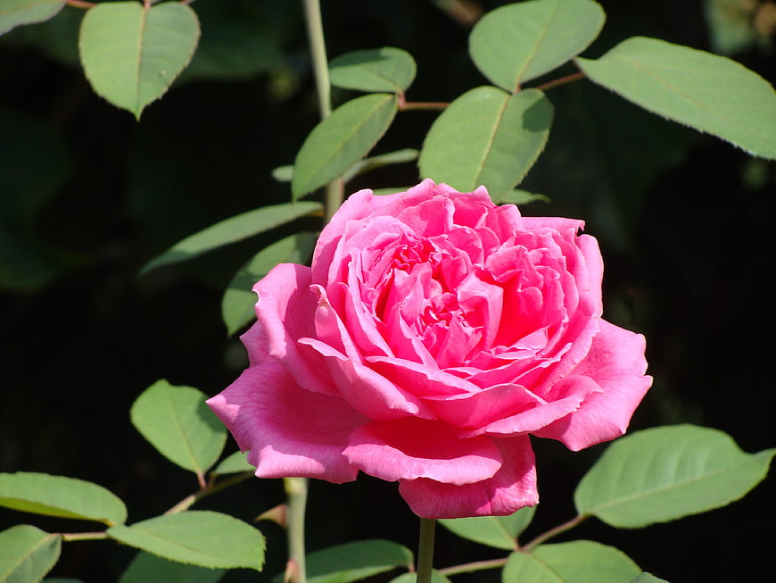 Vibrant pink rose bloom with green leaves in sunlight