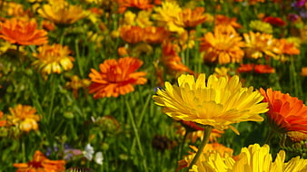 Vibrant Yellow And Orange Marigolds In A Sunny Summer Meadow