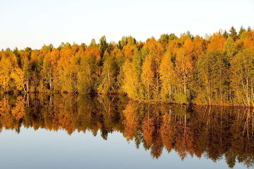 Serene Autumn Forest Reflection on Calm Lake Water