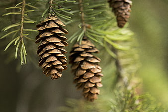 Close-up of brown pine cones hanging on a fir branch