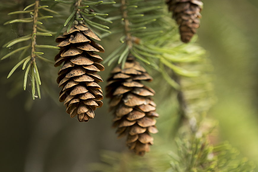 Close-up of brown pine cones hanging on a fir branch