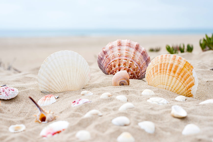Colorful Seashells Arranged on Sandy Beach with Ocean Background