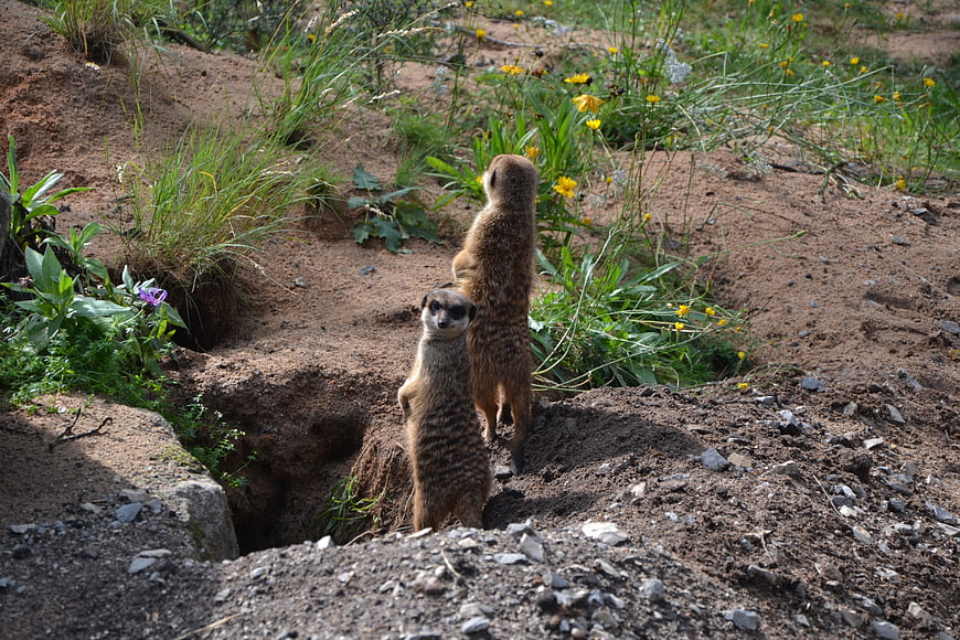 Two Meerkats Standing Guard in Natural Burrow Habitat
