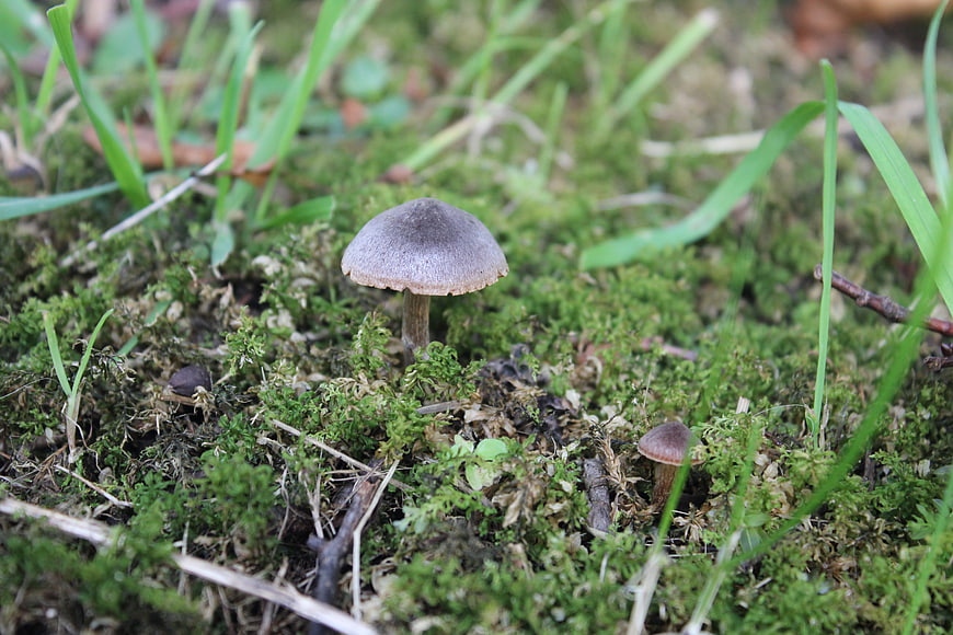 Small grey mushroom growing in green moss forest floor