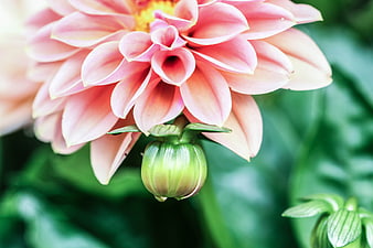 Close-up of pink dahlia flower with green bud