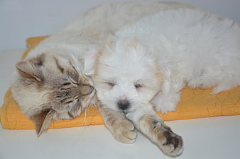 Sleeping Tabby Cat And White Puppy Cuddling On Yellow Cushion