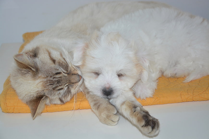 Sleeping Tabby Cat And White Puppy Cuddling On Yellow Cushion