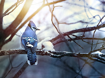Blue Jay Perched on Snowy Branch in Winter Forest