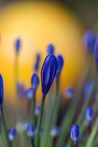 Close-up of purple flower bud against yellow background